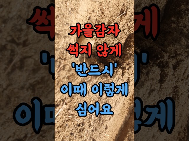 가을감자 썩지 않게 반드시 이때 이렇게 심어야 감자가 주렁주렁
