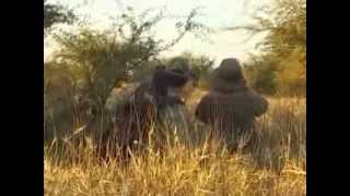 Red Stag free range hunting at Poitahue Hunting Ranch - La Pampa, Argentina. Norther Patagonia.