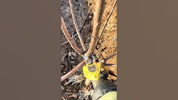 Cherry tree KGB tree pruning process