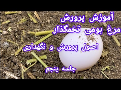 تصویری: نحوه نگهداری تخم مرغ