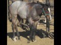 FOR SALE:  BAY ROAN COLT TWO EYED JACK, POCO BUENO, ZAN PARR BAR, KING FRITZ