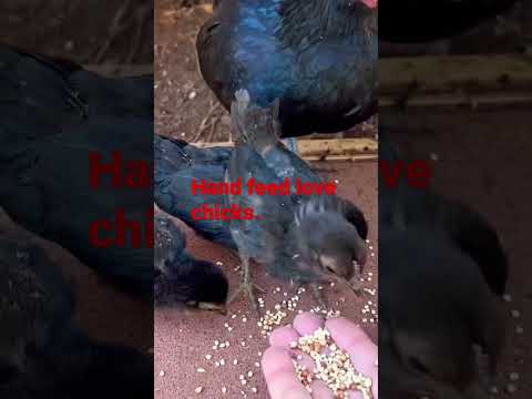 Video Cho gà cưng ăn sáng - youtube
