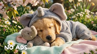 12 Hours Spring Calming Music for Puppies🌸Deep Sleep & Anti Separation Anxiety Music for Dogs🐶💖 screenshot 4