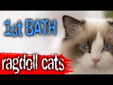 Ragdoll Cat Oscar have 1st BATH! What's a funny moments :)