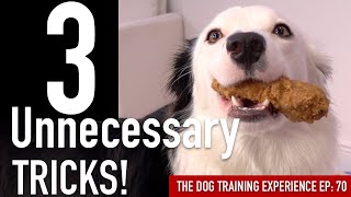 How to Train 3 Tricks I’ve NEVER Taught to a Dog Before!