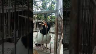 jalak suren ngerol sikatan londo#jalaksuren