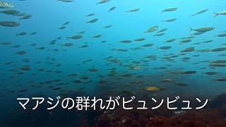 マアジの群れがビュンビュン 館山 西川名 202608l【4K】