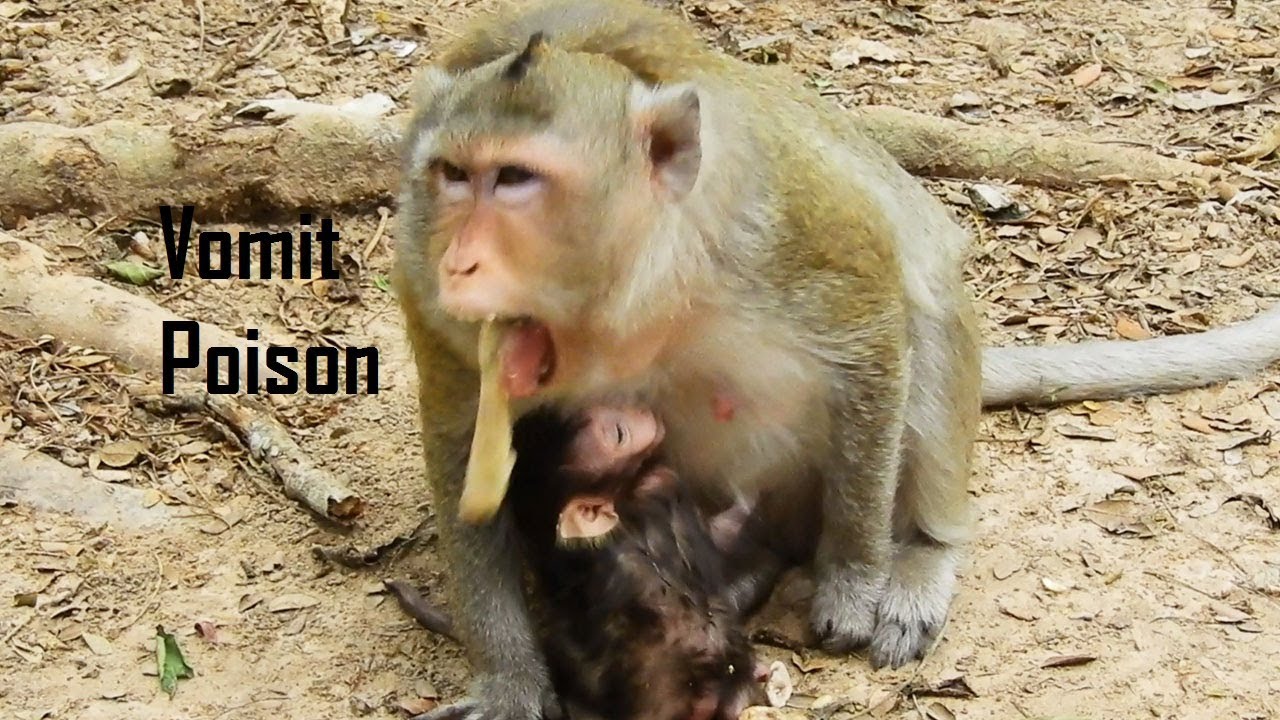 break heart quote HEART BROKEN, Pity Lizzy Got Poisonous Food Drops On Poor baby Lizza