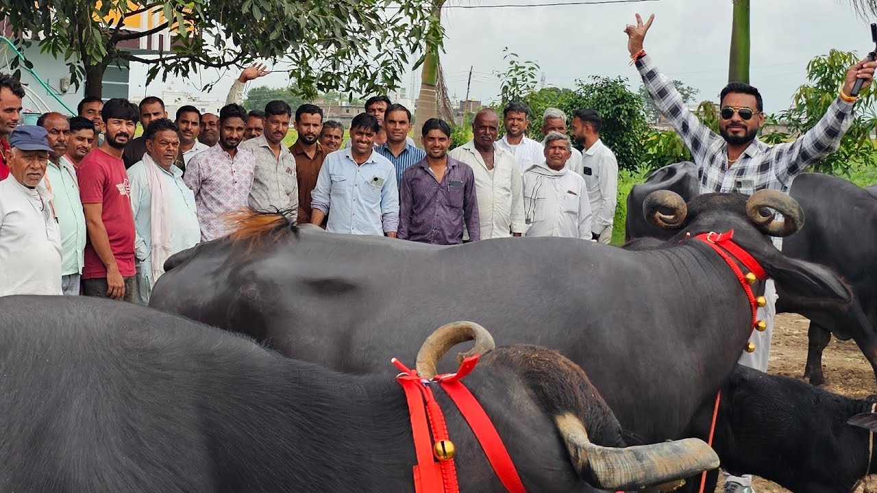 #बड़नगर_मुर्रा_भैंस mp 8 सितंबर सभी जिलों के साथ-साथ दूसरे राज्यों से भी भैंस खरीदने आ रहे हैं 