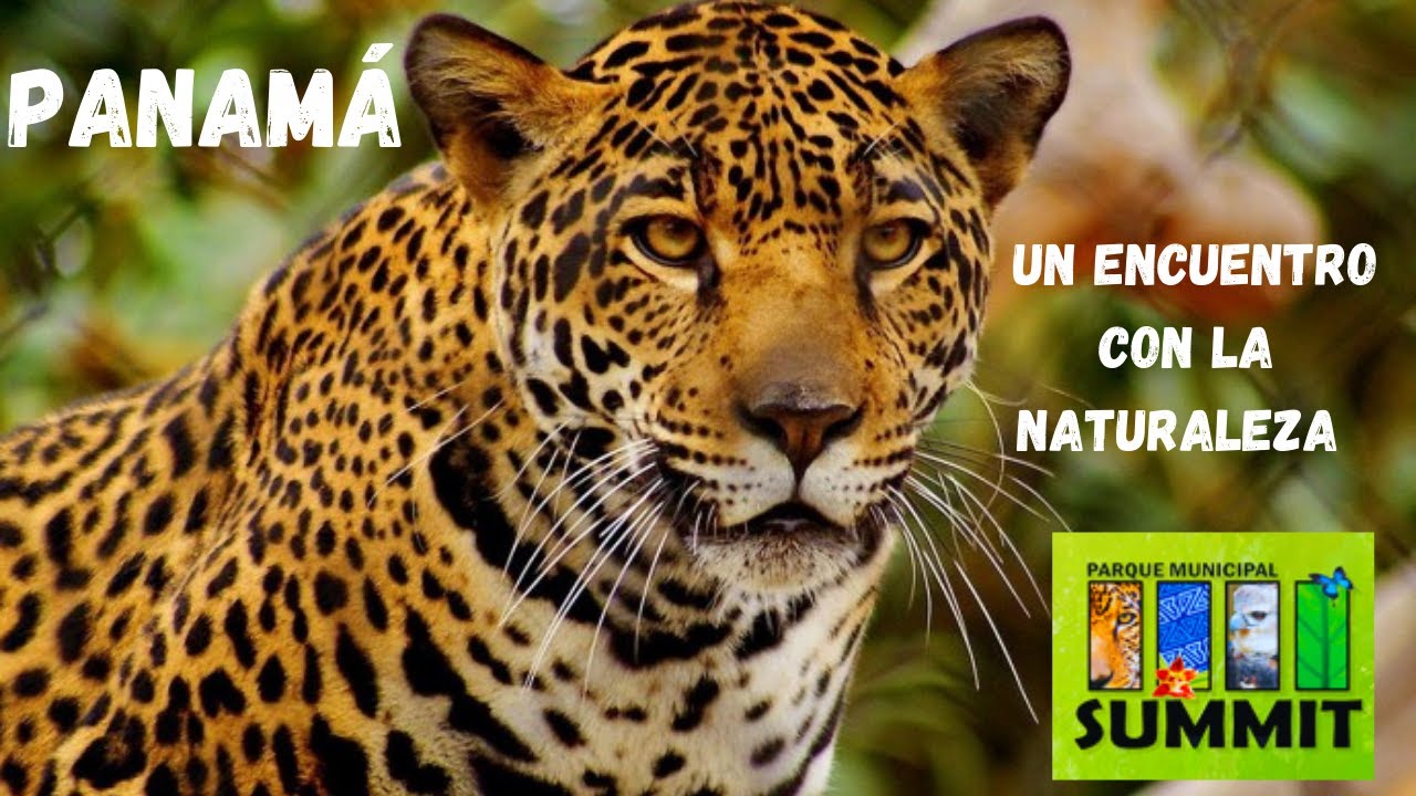 ЛУЧШИЙ ЗООПАРК В ПАНАМЕ, САММИТ-ПАРК, ФАНТАСТИЧЕСКИЕ ЖИВОТНЫЕ 