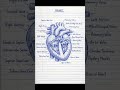 diagram anatomy nursing notes