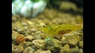 Pregnant orange tiger shrimp