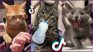 Funniest Cats From TikTok #8