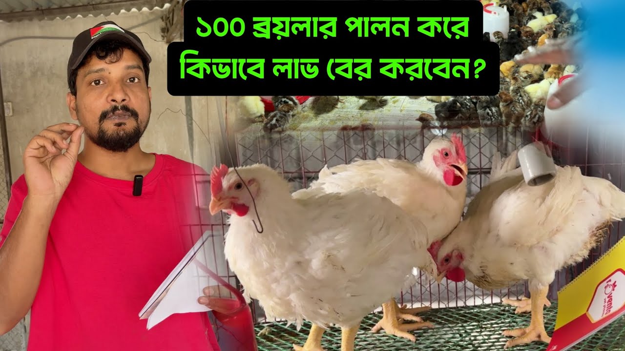 ১০০ ব্রয়লার পালন করে কিভাবে লাভ বের করবেন?
