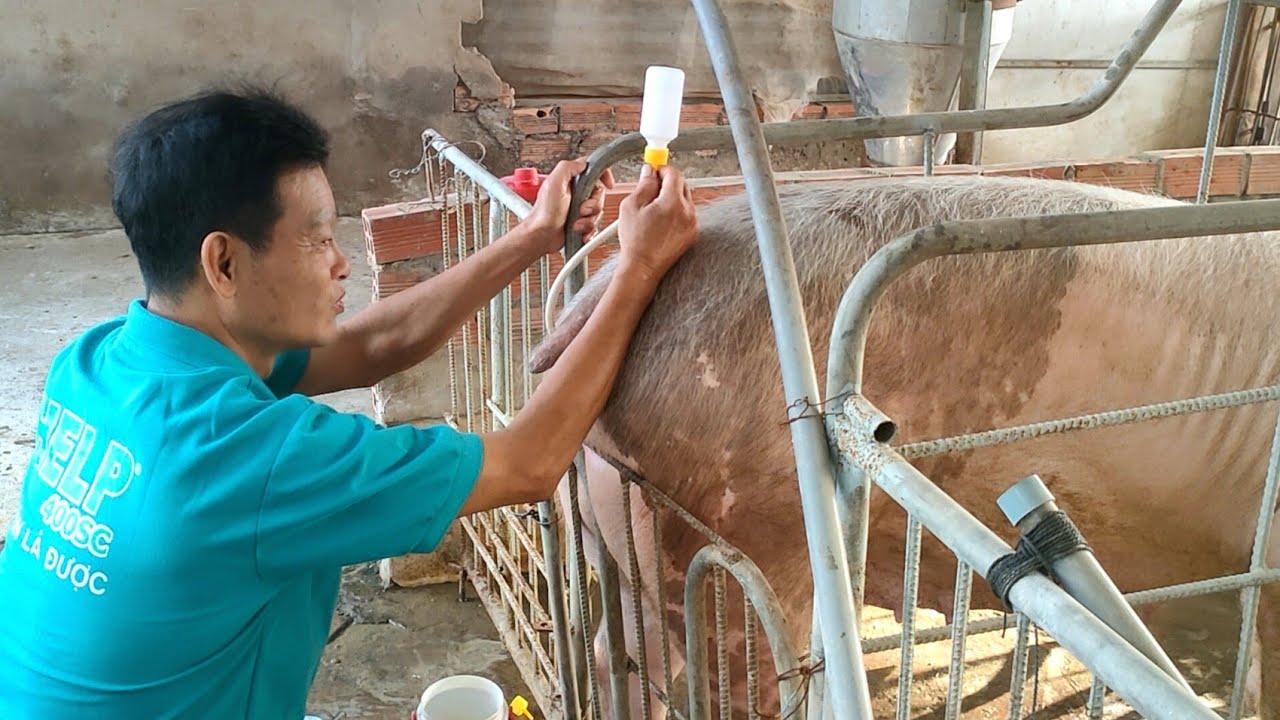 #102 Thú Y Hướng Dẫn Phối Giống Heo Nái Lợn Nái Đạt Hiệu Quả Cao Nhất Tại Nhà Biểu Hiện Lên Giống🇻🇳