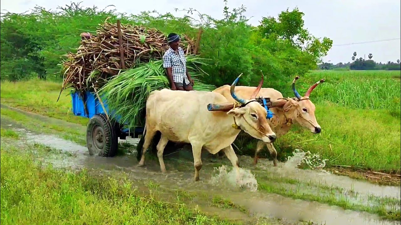 bullock heavy load stuck in mud bullock cart pulling | bullock cart mud ride | bullock cart race