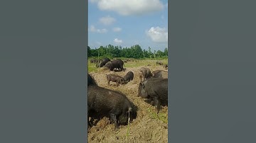 pig farming in foreign countries #pigfeed #birds #nature #farmlife #wildlife #farming