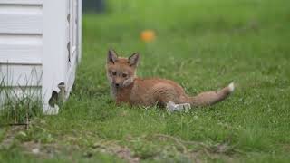 Fox Kit Playing