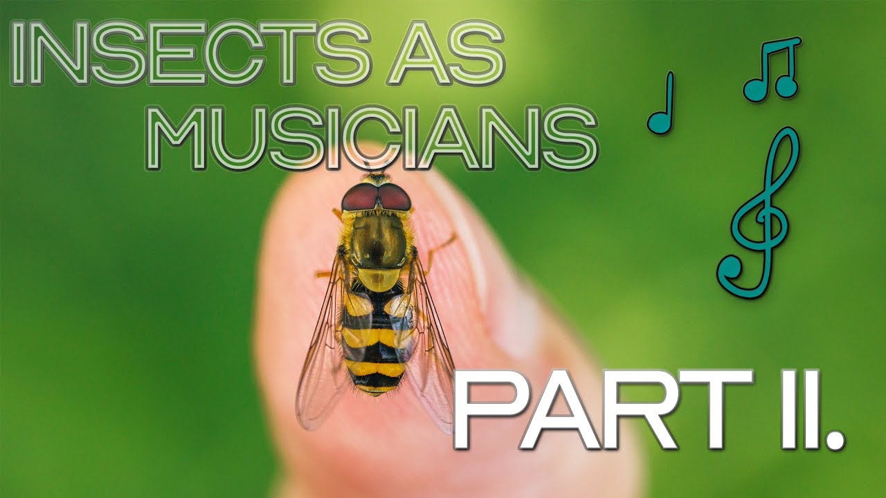 Insects As Musicians - PART II. - beatboxer hover fly - YouTube