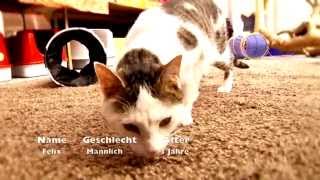 Kater Felix Sucht Ein Zuhause