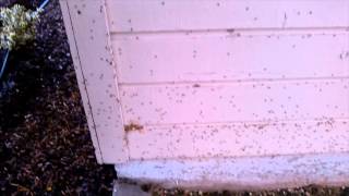 Elm Seed Bug Infestation in Nampa Idaho