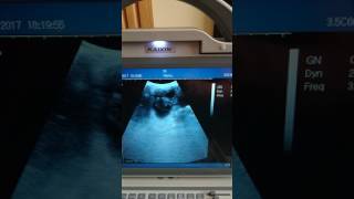 Dog Pregnancy Ultrasound Scan 6 Puppies Found
