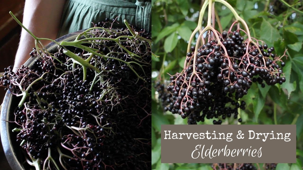Harvesting & Drying Elderberries