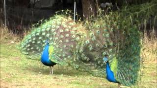 Peacocks   natural beauty on the farm