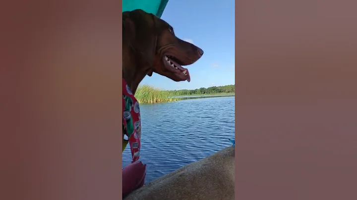 birdwatching with my vizslas
