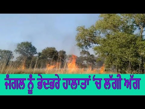 Fire to forest - ਦੇਖਦੇ ਹੀ ਦੇਖਦੇ ਵੱਡੇ ਵੱਡੇ ਭਾਂਬੜਾਂ `ਚ ਬਦਲੀ ਅੱਗ