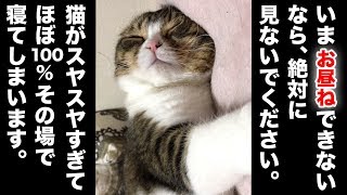 今お昼ねできないなら絶対に見ないで下さい。猫がスヤスヤすぎて、ほぼ100％その場で寝てしまいます。