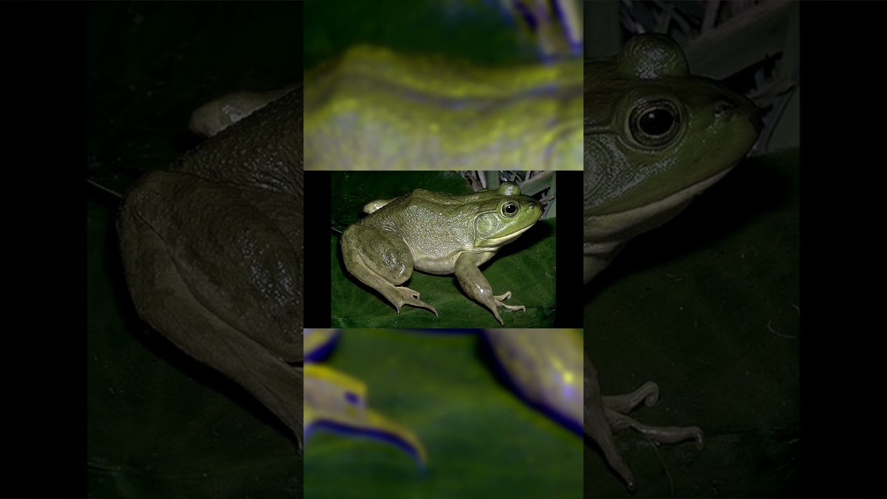 #amphibia