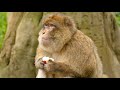 monkey eating,apple