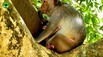 Baby Monkey Feeling Bad With Mum ST1656 Mono Monkey