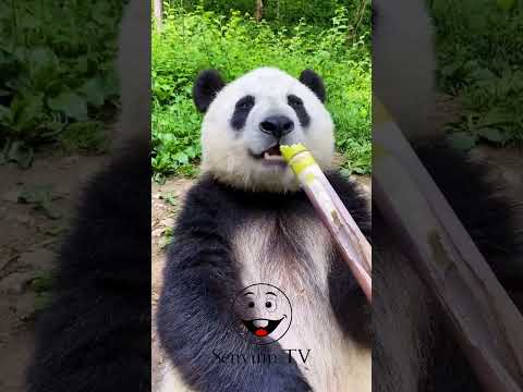 really adorable l senyum TV#lucu #cute #panda #shorts