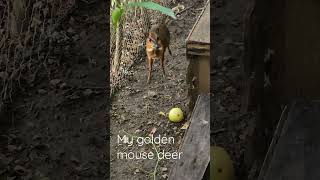 Download Lagu Golden mouse deer #kancil #mousedeer MP3