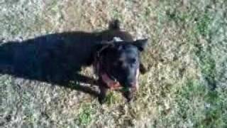 Patterdale-Run-Catch-Fetch.wmv