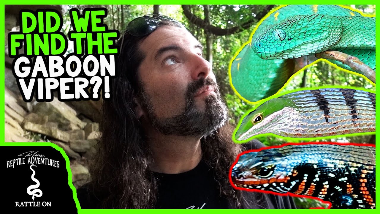 SEARCHING FOR THE BIGGEST, DEADLIEST SNAKE IN AFRICA!