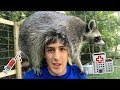 Don't Make this Mistake with Your Pet Raccoon!