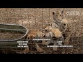 アメリカで広がる違法珍獣売買の実態