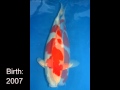 20101129Koi Harvest 3yrs-錦鯉+野池揚+紅白+昭和+大正