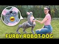 Making a Dog-Sized Furby Robot (and taking it on a walk) image
