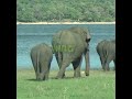 Mother elephant and two cubs | 母ゾウと2頭の子ゾウ | أم الفيل وشبلين | Elephant | Animals | Wildlife #shorts