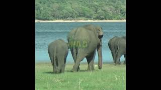 Mother Elephant And Two Cubs | 母ゾウと2頭の子ゾウ | أم الفيل وشبلين | Elephant | Animals | Wildlife #Shorts
