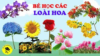 Bé học các LOÀI HOA 🌹🌷🌻 🔴 Bé học tiếng Anh các LOÀI HOA 🔴 #flowers #rose #orchid