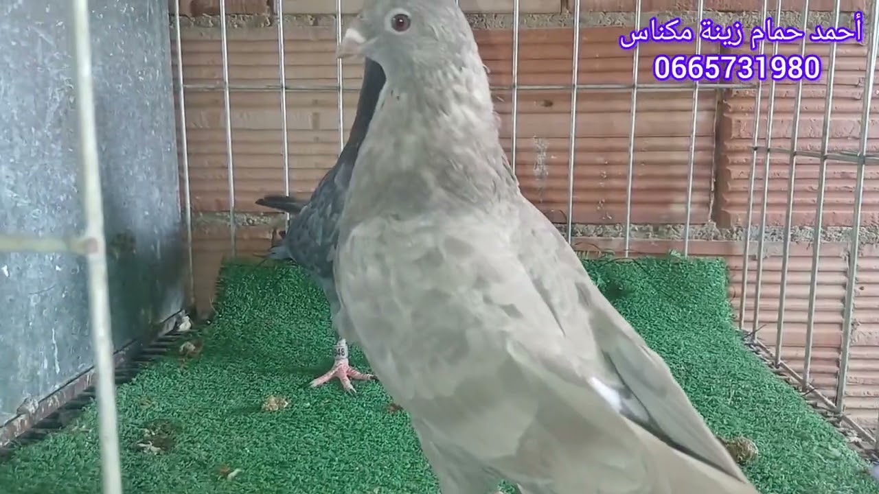 جديد عندنا سيفيانوس 🕊رافينو 🇪🇸الكناريو ✨️الزاجل 💯الروسطوف 🦅ساتينيت. فرجا ممتعه 🍃