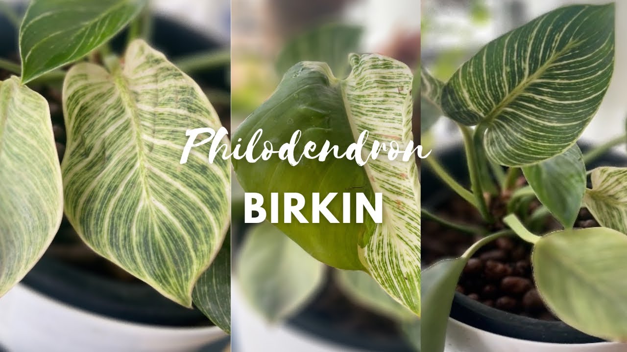 Philodendron Birkin Reverting - What to do?