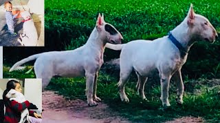 Bull Terrier Fighter Hunter Fashionable Family Companion In Show Dog Puppy Bhola Shola