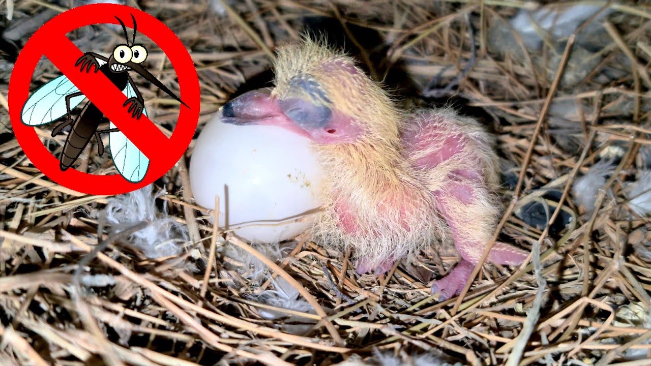 How do Pigeons FEED their YOUNG ones | PROTECT Baby Pigeons from MOSQUITOES