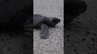 When the Ocean is calling, baby sea turtles follow. #seaturtles